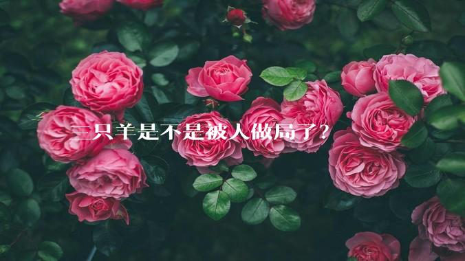 三只羊是不是被人做局了？